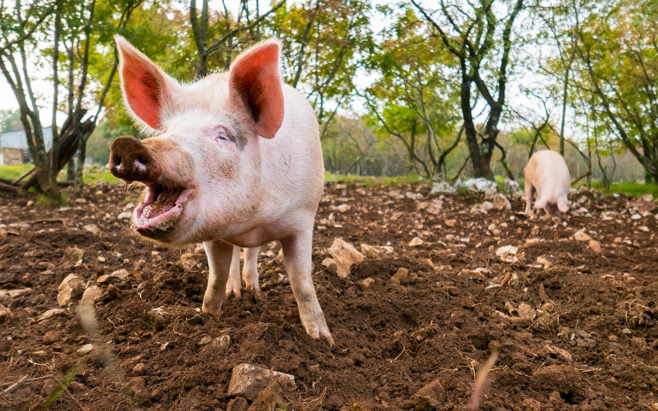 Hausschweine, die artgerecht in Wald und auf Wiese gehalten werden, lassen sich so mit ihren wilden Vorfahren, den Wildschweinen, vergleichen. 
