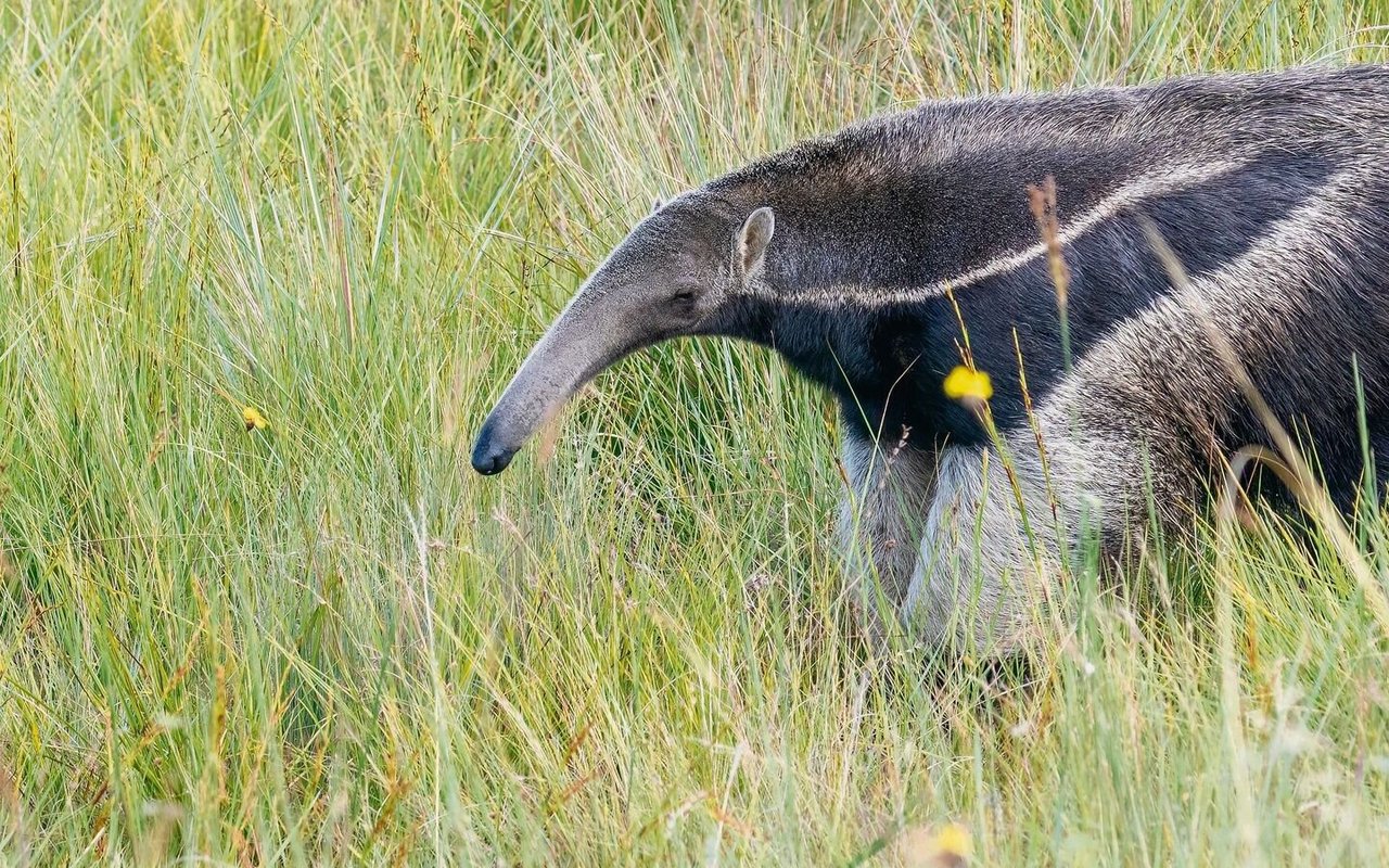 Der Ameisenbär ist im Grasland des Cerrado unterwegs.