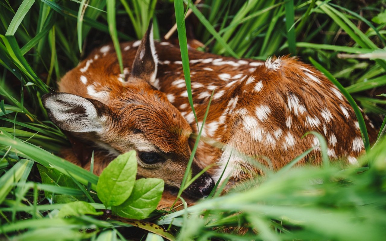 Rehkitze sind oft im hohen Gras versteckt, und warten dort auf ihre Mutter – welche auf Futtersuche ist.