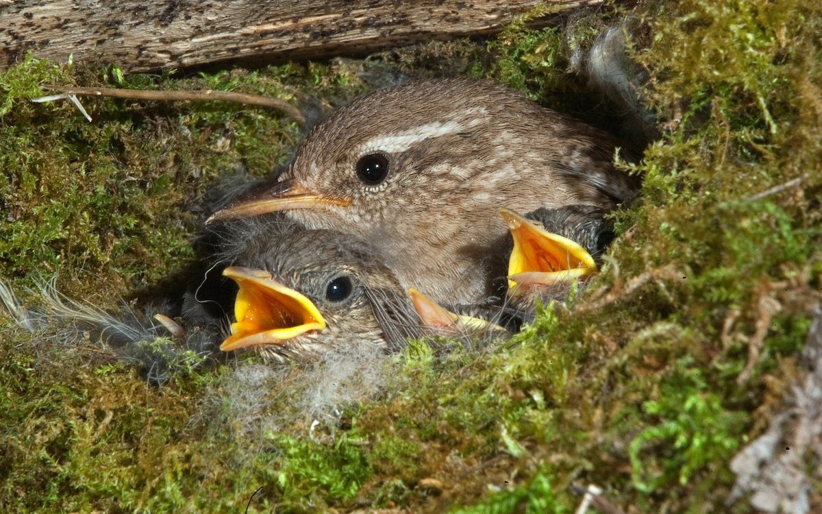 Zaunkönige nisten in Kogelnestern aus Moos. Die Weibchen legen bis zu acht Eier. 