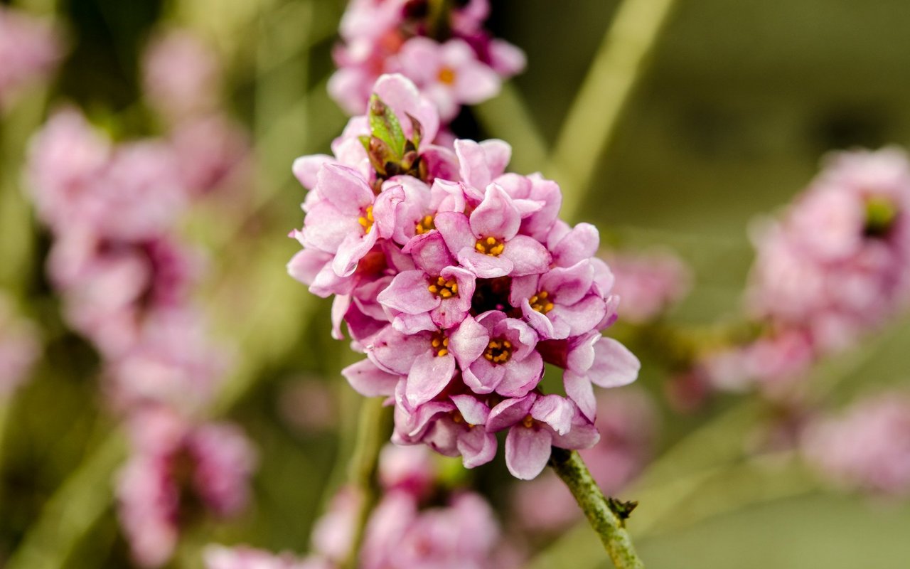 Seidelbast (Daphne mezereum)