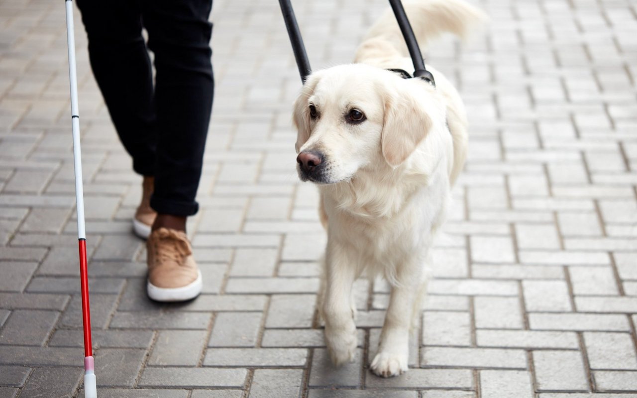 Blindenhunde sind dazu in der Lage, ihre Menschen sicher im Alltag unterwegs zu führen. 