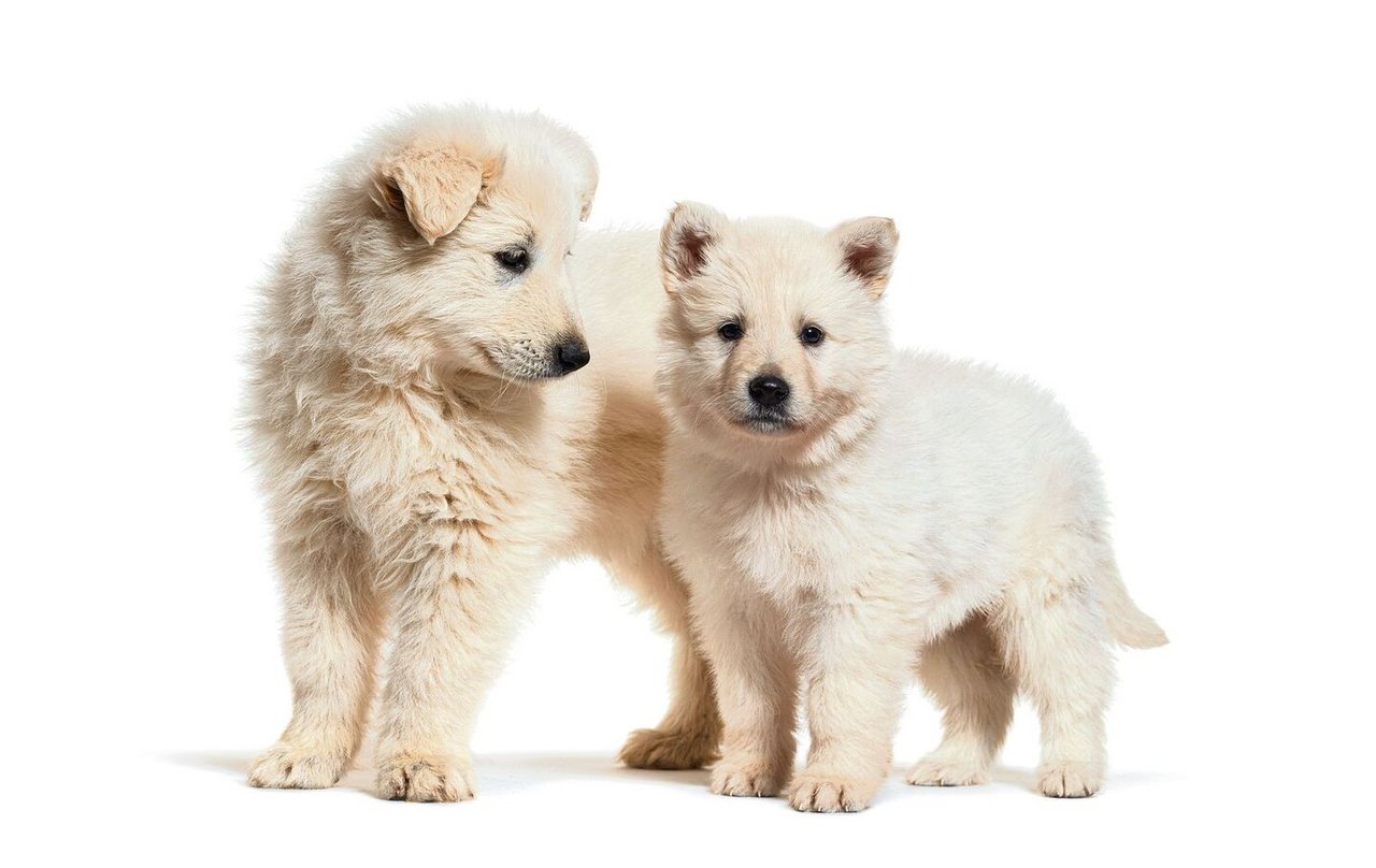 Welpen des weissen Schäferhundes