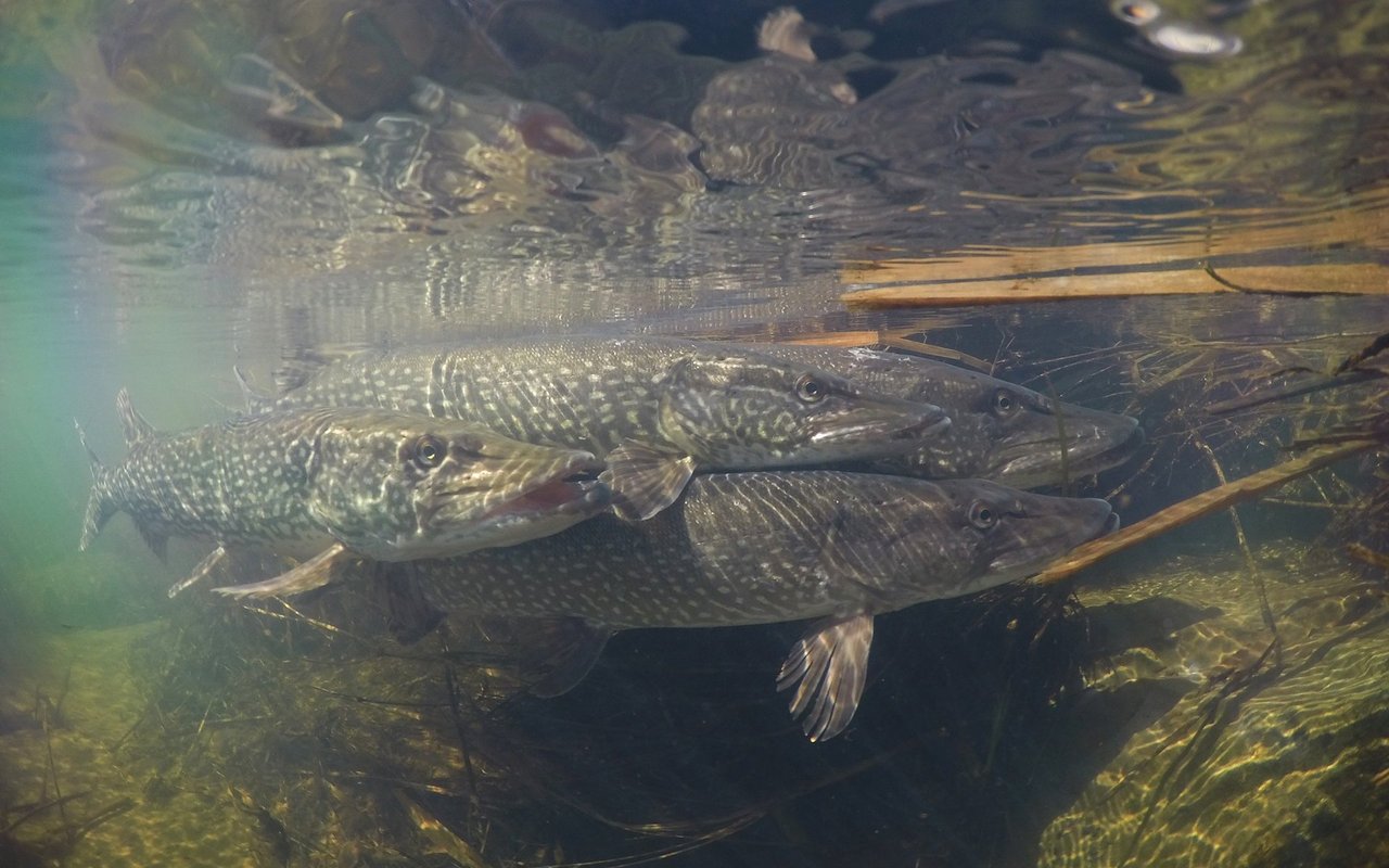 Auch als Speisefisch ist der Hecht geschätzt.