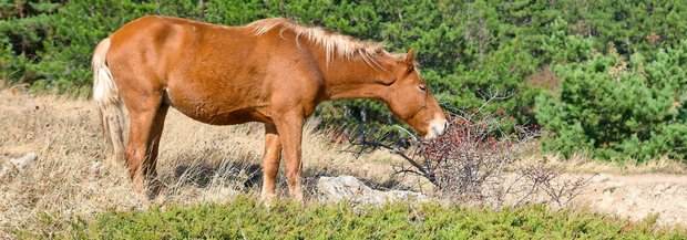 Wildpferd frisst Hagebutte