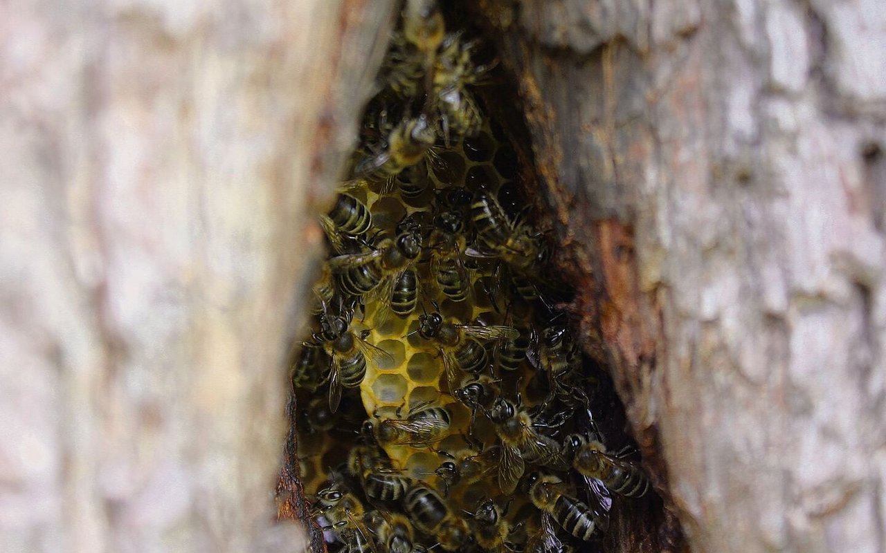 Ursprünglich ist die Honigbiene eine Wald-bewohnerin und lebt meistens weit oben in Baumhöhlen.