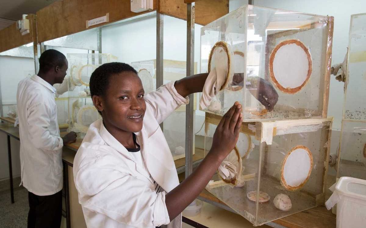 Biovision transportiert das Wissen aus Forschungsinstituten zur biologischen Schädlingsbekämpfung zu den Kleinbauern Ostafrikas. 