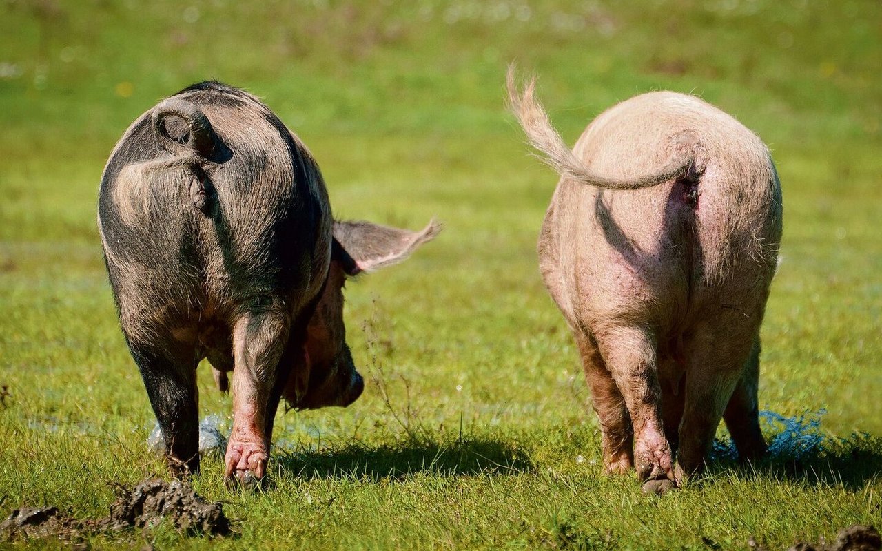 Mit ihrer Forschung möchte Sara Hintze auch aufzeigen wie ähnlich uns Schweine auf der Empfindungsebene sind.