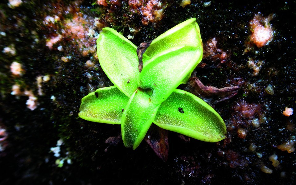 Das Gemeine Fettblatt verleibt sich Insekten ein und gedeiht auf Tuffstein beim Restaurant Reichenbach. 