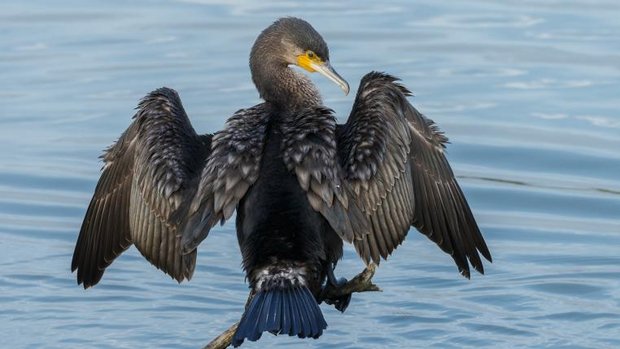 Kormoran breitet Flügel aus