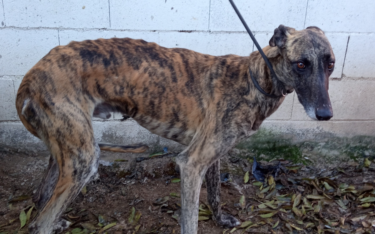 Galgo-Hund Ross war in Spanien abgemagert und verängstigt. 