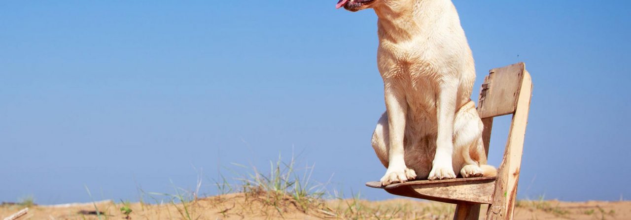 Hunde mit hellem Fell können Sonnenbrand bekommen.