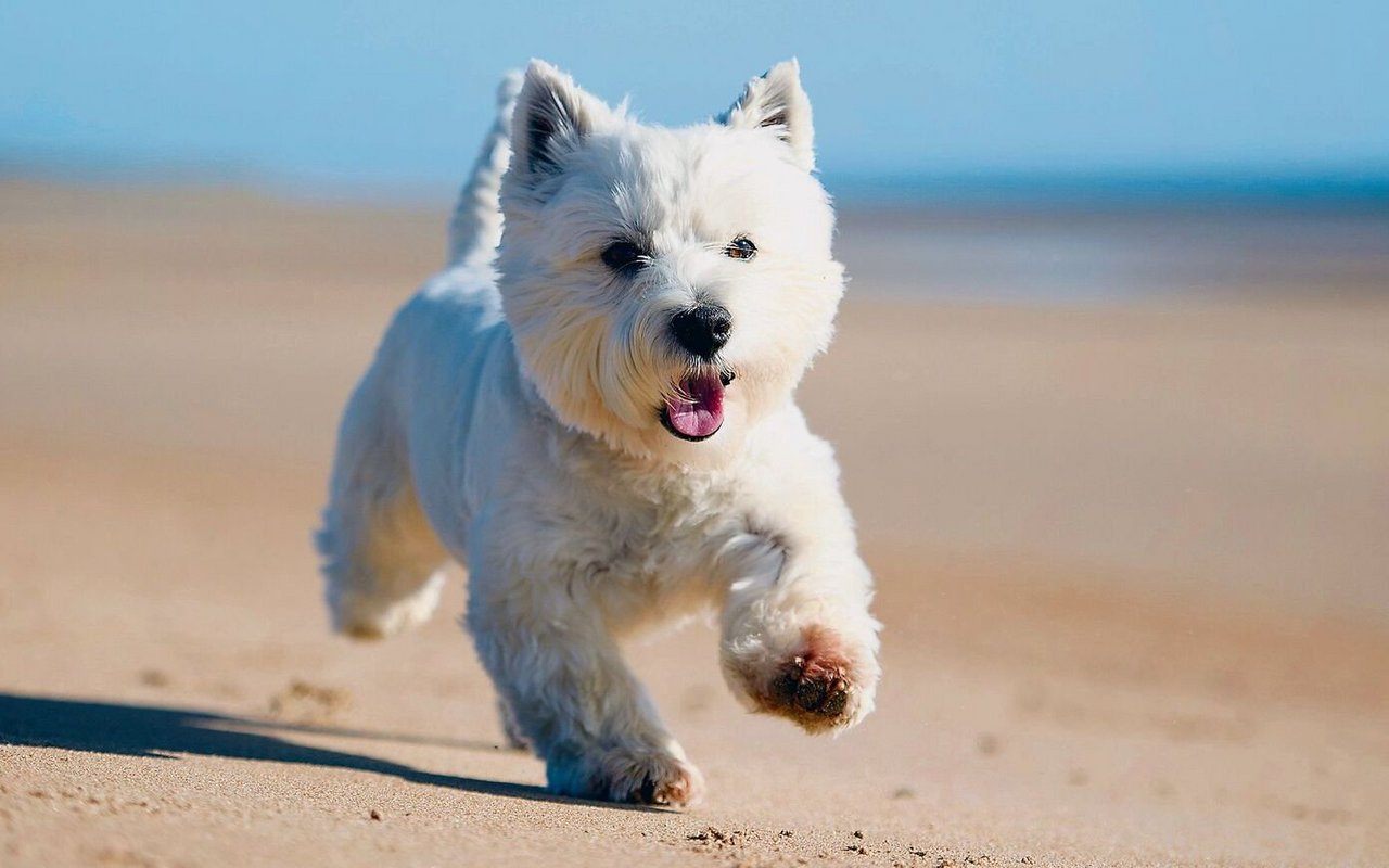 Der West Highland White ist aufmerksam und fröhlich und ein beliebter Hund in der Werbung.