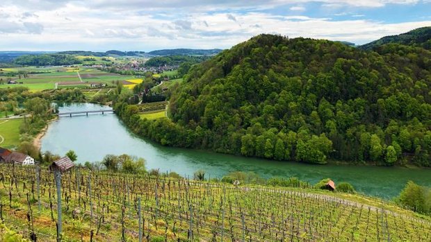 Blick auf Rhein und Wald in Schaffhausen