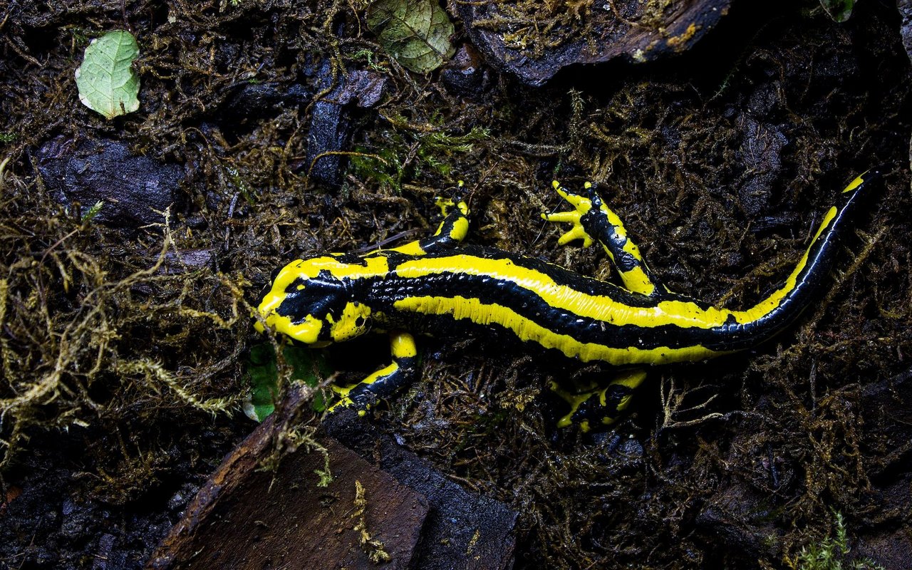 Der Gebänderte Salamander hat im Gegensatz zum Gefleckten Salamander ein regelmässiges Muster. 