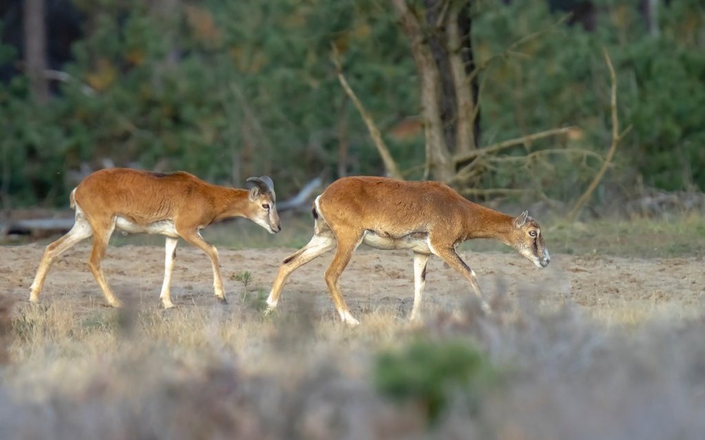 Die Tiere leben in grossen, gemischten Herden.