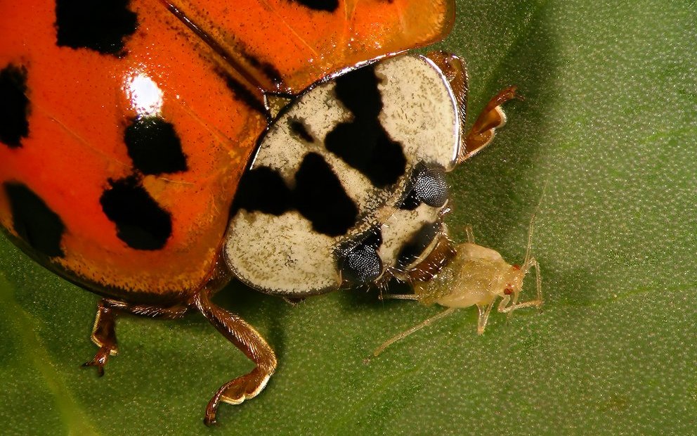 Die meisten Käfer sind durch die M-förmige Zeichnung auf dem Halsschild von den meisten einheimischen Arten zu unterscheiden. 
