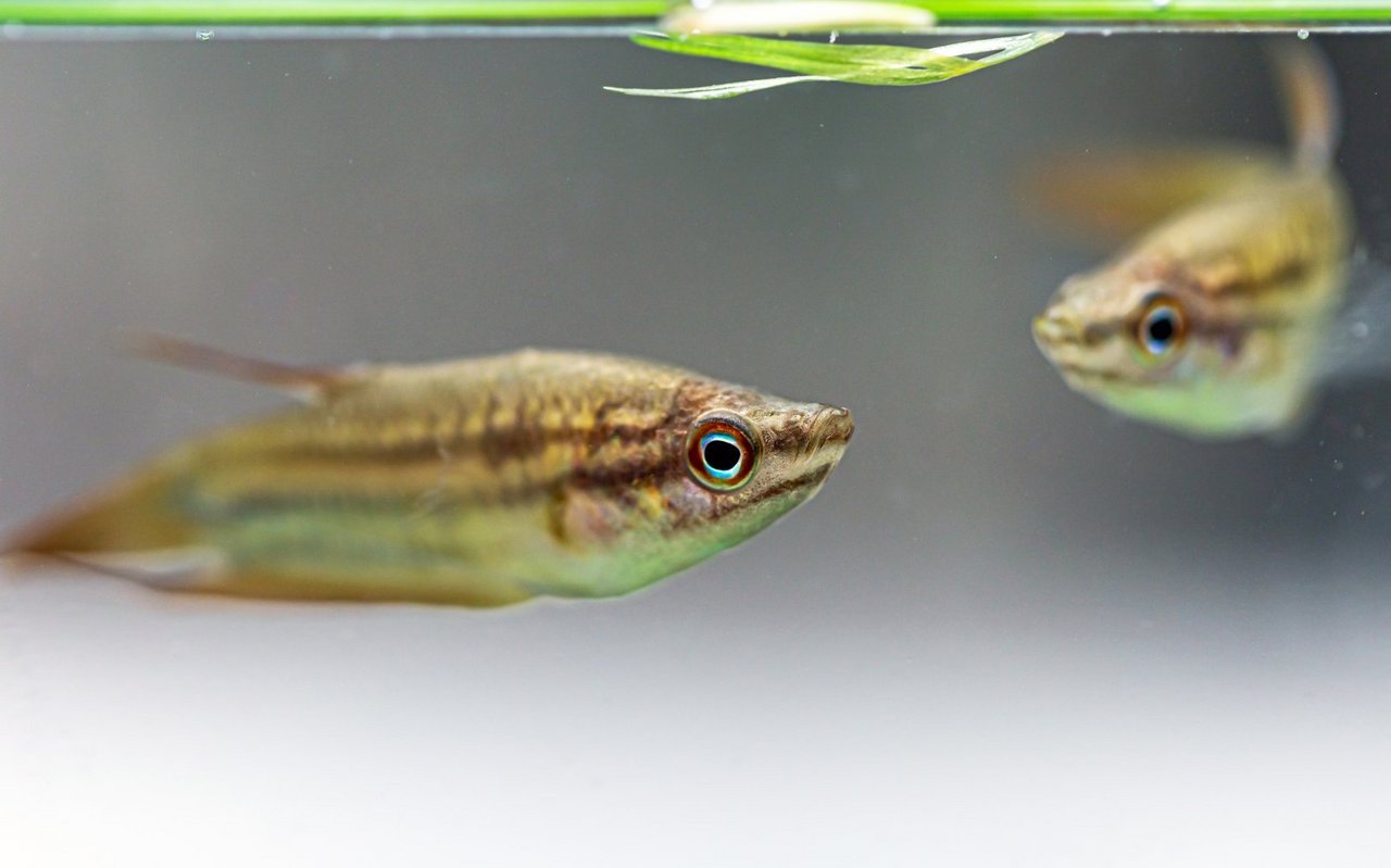 Der Knurrende Gurami kann mit speziellen Muskeln seine Brustflossen vibrieren lassen und dabei deutlich hörbare «Knurr»-Töne erzeugen. Die Stridulation nutzt der Fisch vor allem bei Revierkämpfen und Balz.