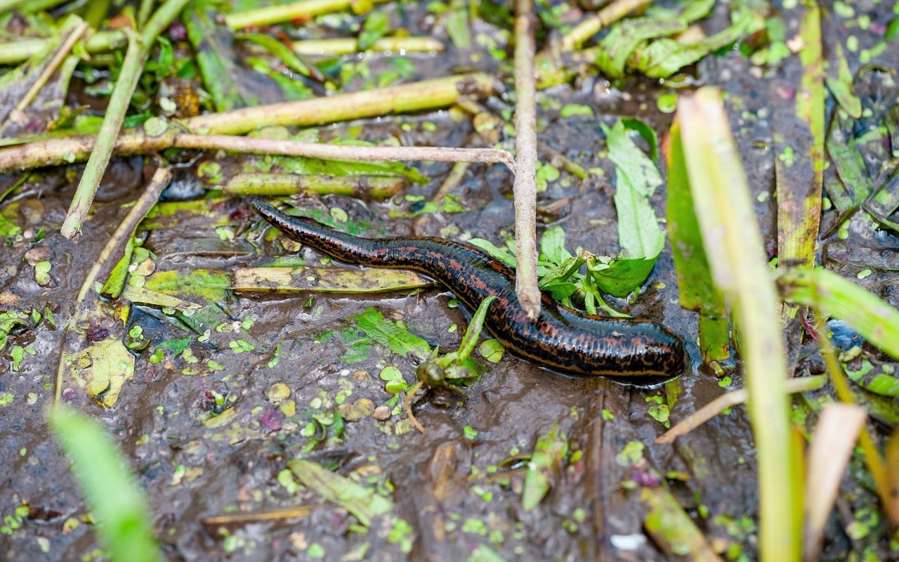 Blutegel kommen auch in der Schweizer Natur vor, wo sie vor allem in Mooren und stehenden Gewässern leben.