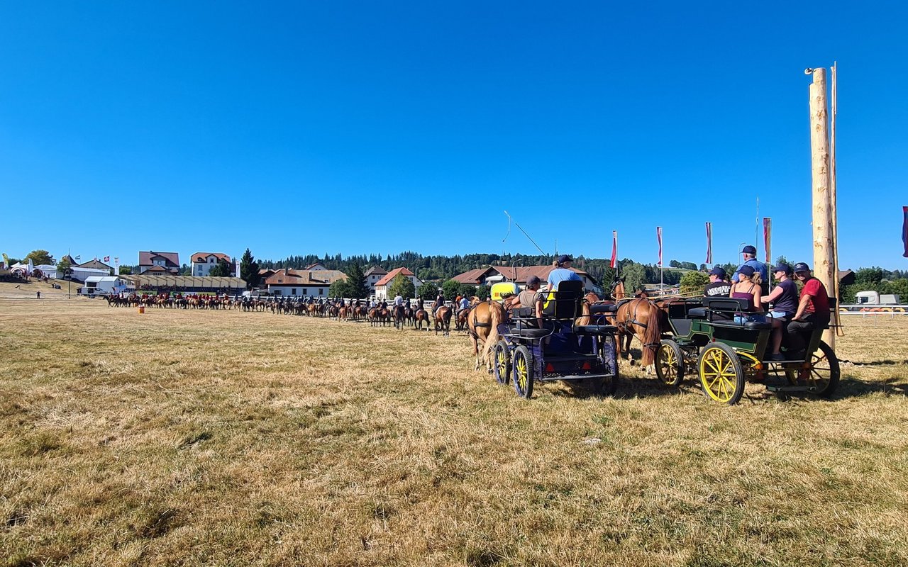 120 Pferde wurden für die Show des Kanton Aargaus in die Freiberge gebracht. 