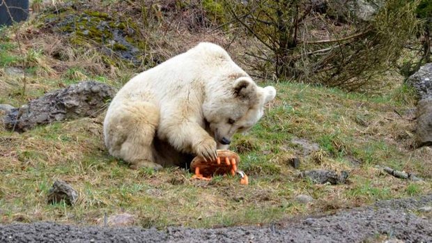 Braunbärin Fränzi im Tierpark Goldau