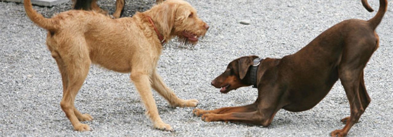 Die beiden Hunde spielen entspannt, zu erkennen an den gebogenen Ruten und der Spielaufforderungsgeste rechts.