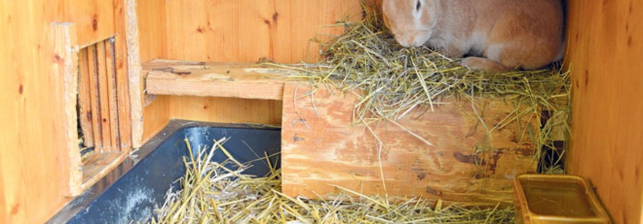 Heu mit viel Rohfasern respektive Zellulose und Hemizellulose ist etwas vom Besten für Kaninchen.