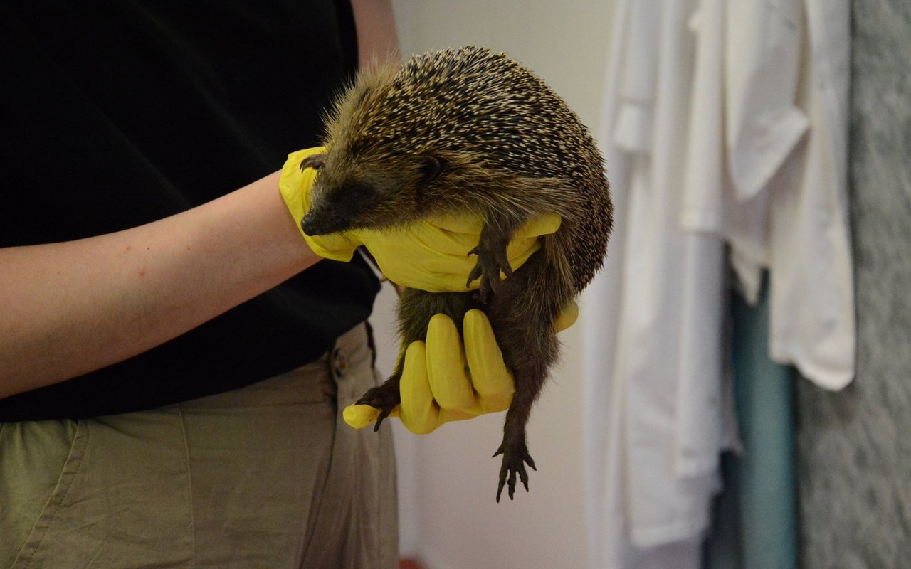 Es gibt auch Igel, die sich gegen die Behandlung zur Wehr setzen.