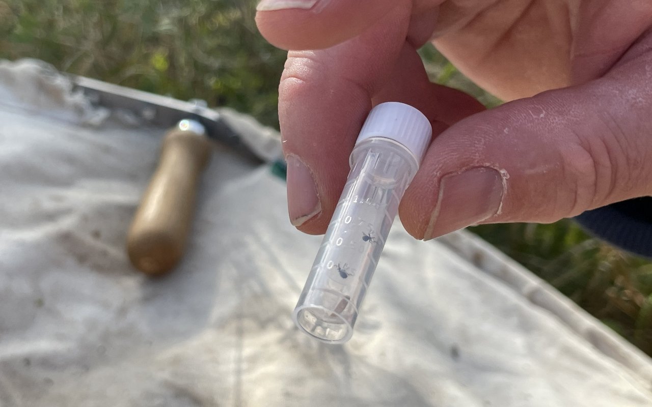 Die kleinen Rüsselkäfer kommen in ein kleines Plastikgefäss und können so nach Hause transportiert werden, wo sie Stefan Wartmann unter dem Mikroskop bestimmen kann. 