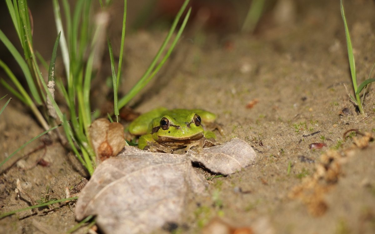 Laubfrösche sind selten geworden in der Schweiz, weil geeignete Lebensräume fehlen. 