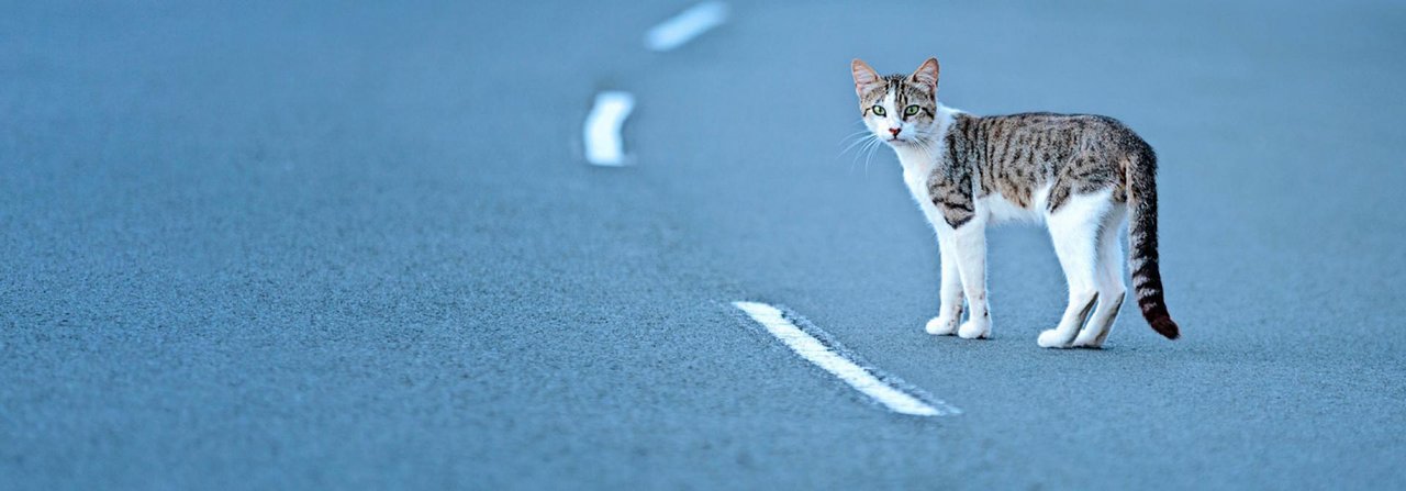 Autos gehören zu den grössten Gefahren für Katzen – vor allem für Jungtiere.