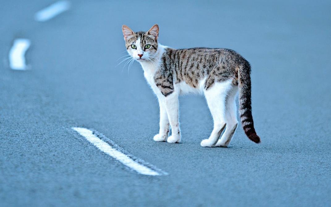 Autos gehören zu den grössten Gefahren für Katzen – vor allem für Jungtiere.