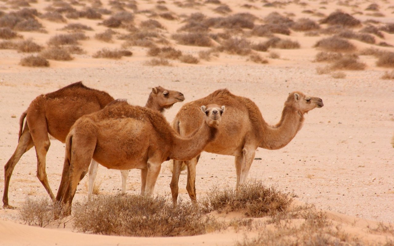 Dromedare haben nur einen Höcker und leben vor allem in Afrika. 