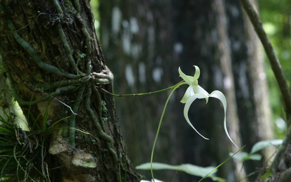 Reichlich Bromelien (Luftpflanzen), Farne, Wildblumen und verschiedene Arten von wilden Orchideen sind in den Sümpfen zu finden.