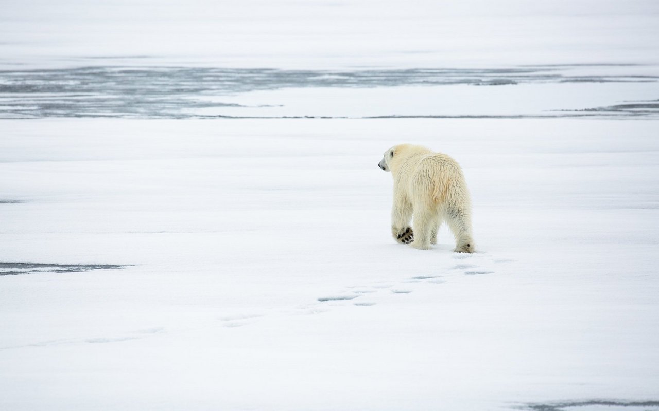 Eisbären sind als Einzelgänger unterwegs. 