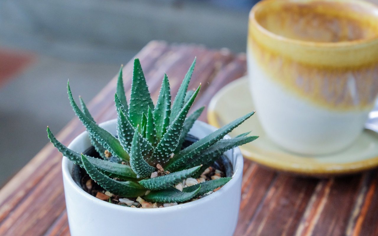 Die Echte Aloe ist eine dekorative und sehr pflegeleichte Zimmerpflanze mit exotischem Charakter.