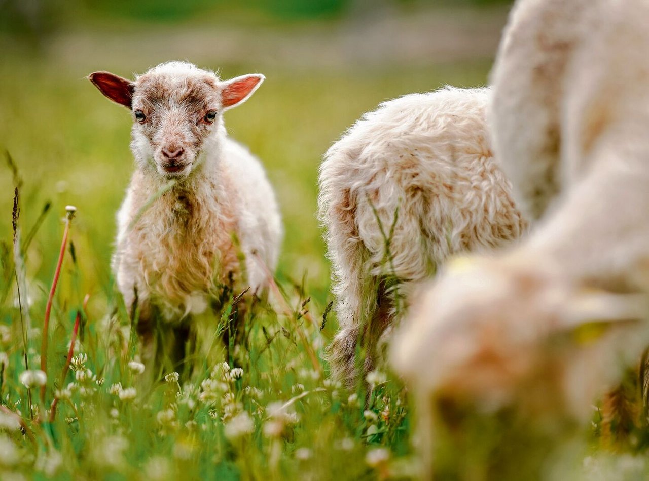 In der Regel gebärt das Schaf ein, selten zwei Lämmer.