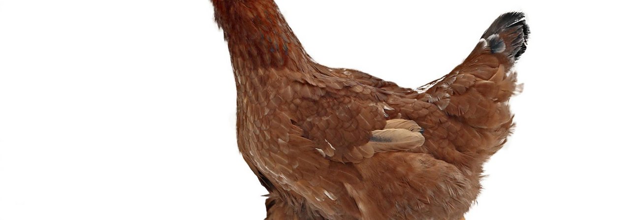 Mit grossen Schritten davon: Bei Gefahr suchen Hühner schnell das Weite.