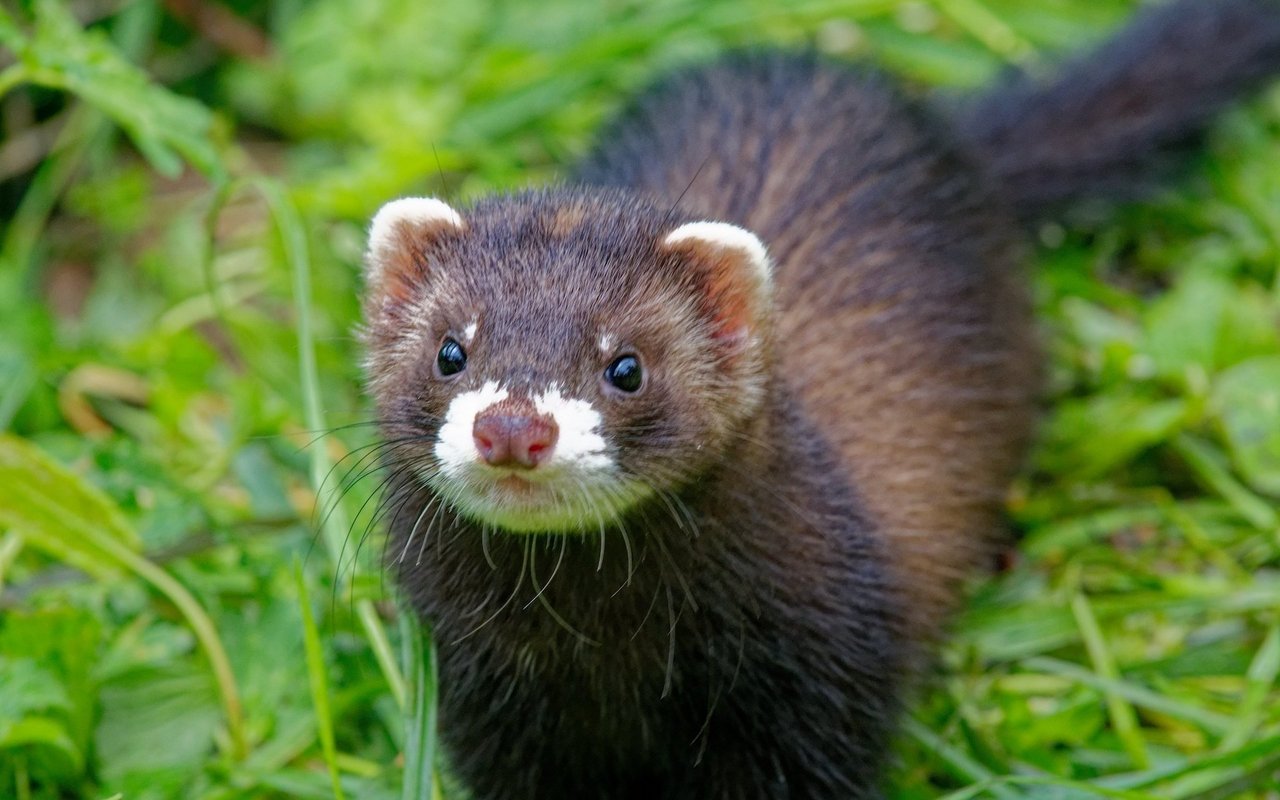 Iltisse leben gerne in der Nähe von Gewässern und Feuchtgebieten, denn ihre Hauptnahrung besteht aus Amphibien. 