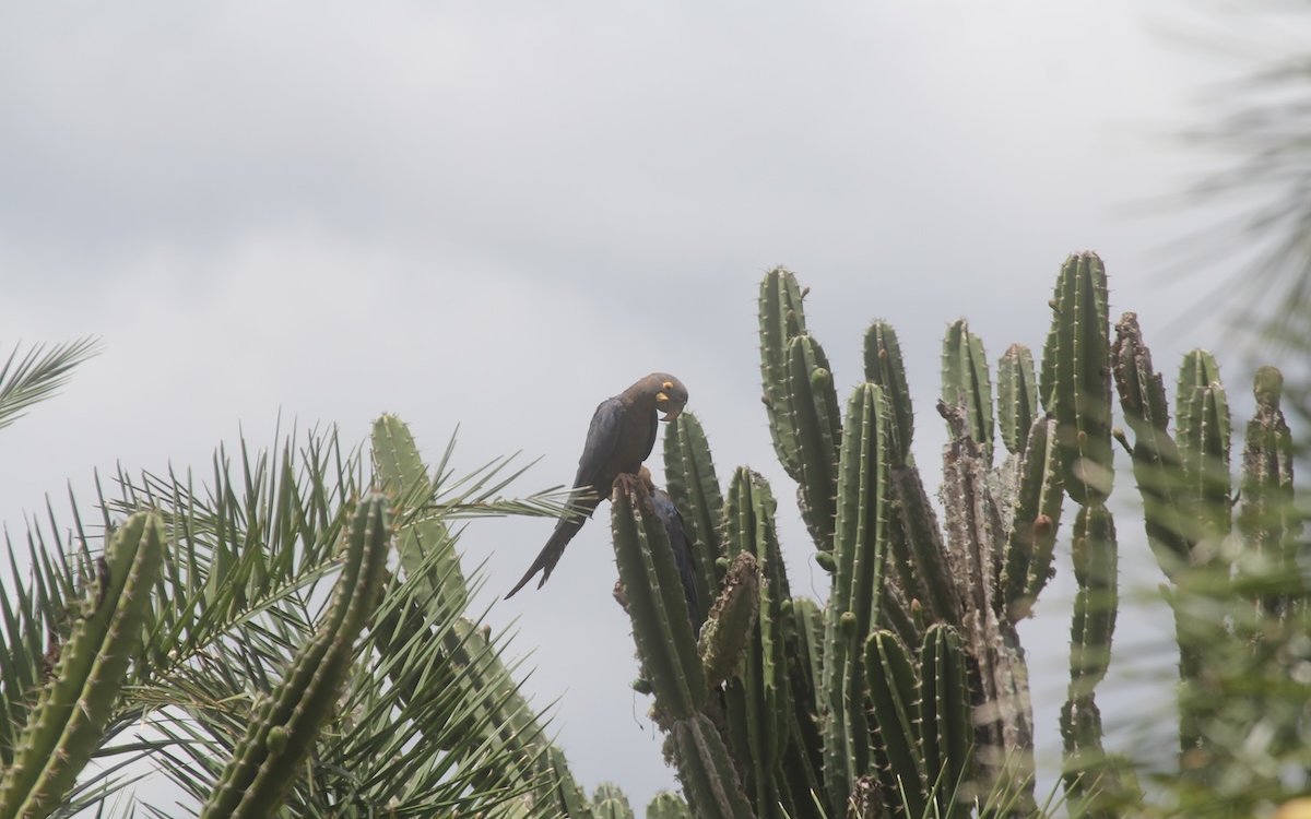 Lear-Aras auf der Spitze von Kakteen inmitten der Caatinga-Vegetation. 