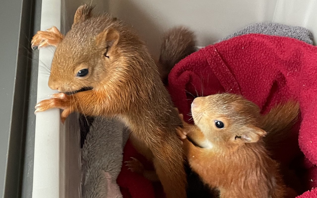 Die ganz kleinen Eichhörnchen brauchen viel Wärme. 