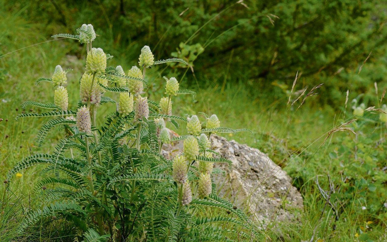 Zu den seltenen Blumen des Parks zählen das Pennsylvanische Fingerkraut und der Fuchsschwanztragant, der ausschliesslich im Aostatal wächst.