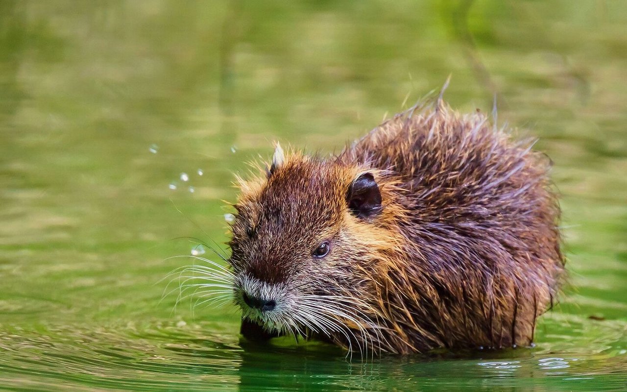 Bisame machen im Gegensatz zu Nutrias im Wasser Pendelbewe-gungen mit ihrem Schwanz und sehen Mäusen ähnlicher. Nutrias erinnern eher an sehr grosse Meerschweinchen.