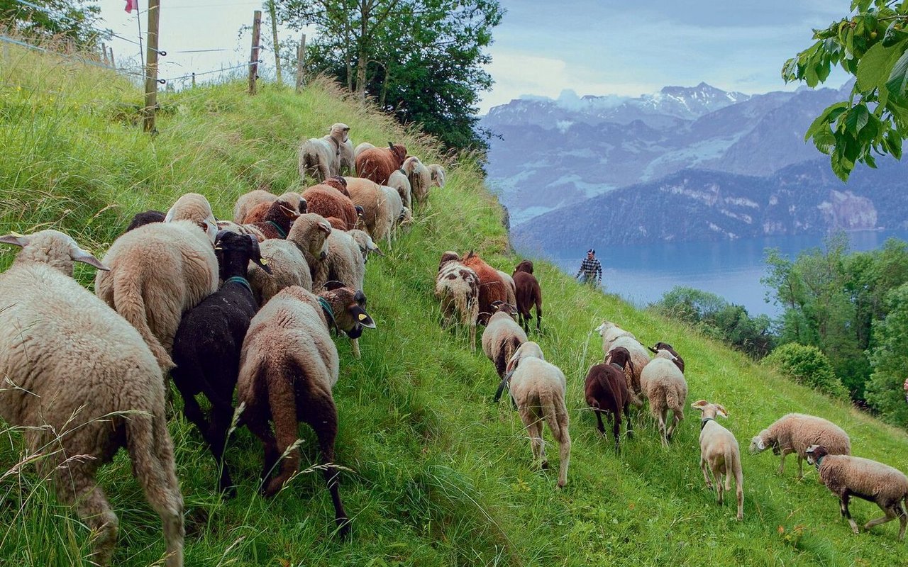 Die Tiere weiden im steilen Gelände oberhalb von Weggis (LU).