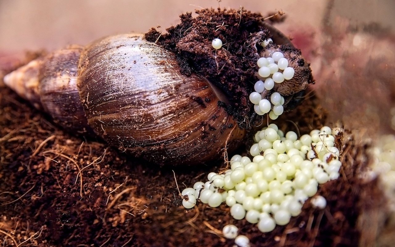 Die Schnecken sind äusserst vermehrungsfreudig, weshalb die Eier zwei mal wöchentlich eingesammelt werden sollten. 