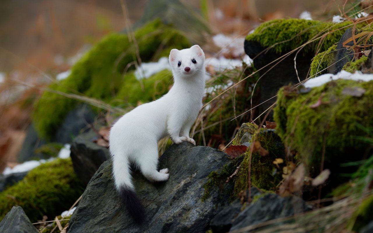 Im Winter haben die Tiere in reinweisses Fell hat, ausser an der Schwanzspitze, die ganzjährig schwarz bleibt.