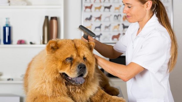 Chowchow im Hundesalon