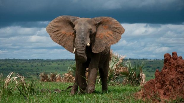 Elefant in Afrika vor Gewitterwolken