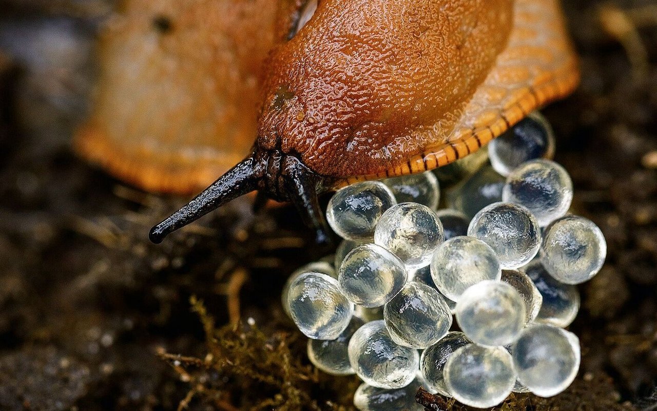 Eine Rote Wegschnecke legt ihre Eier geschützt unter Laub auf die feuchte Erde.