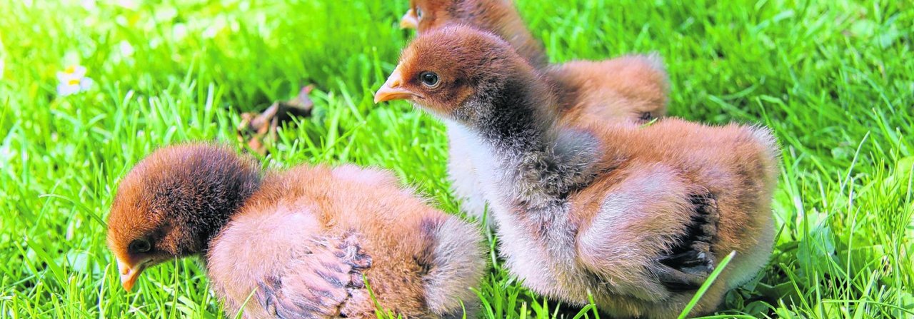 Erste Schritte in die Wiese hinaus: Auslauf macht die Küken widerstandsfähiger.